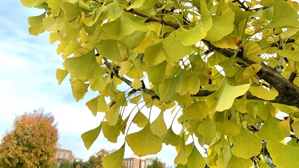 Closeup of Ginkgo leaves