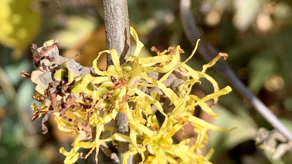 Witch Hazel blooms