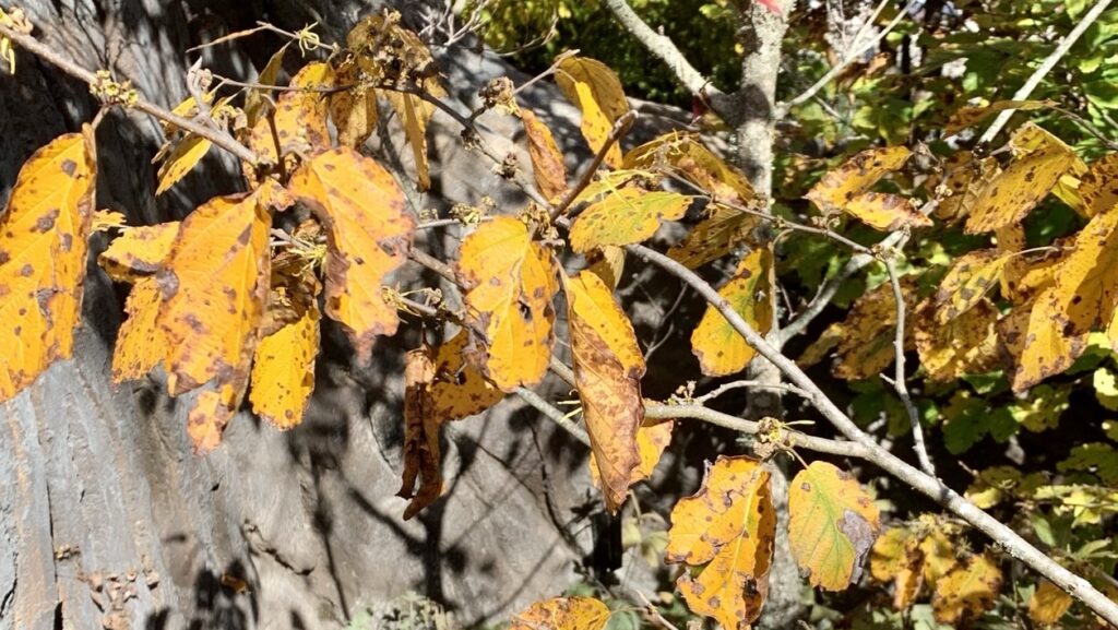 Witch Hazel foliage in the fall
