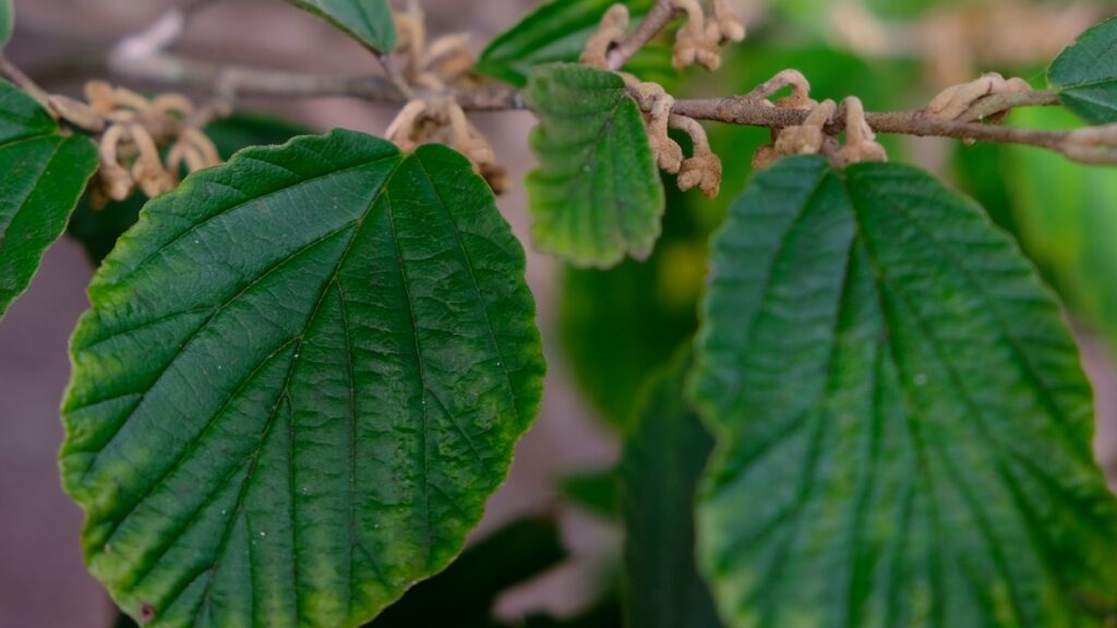 Witch Hazel foliage