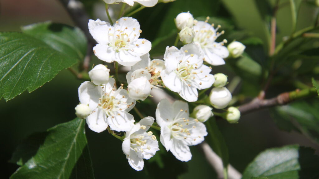 Green Hawthorn blooms