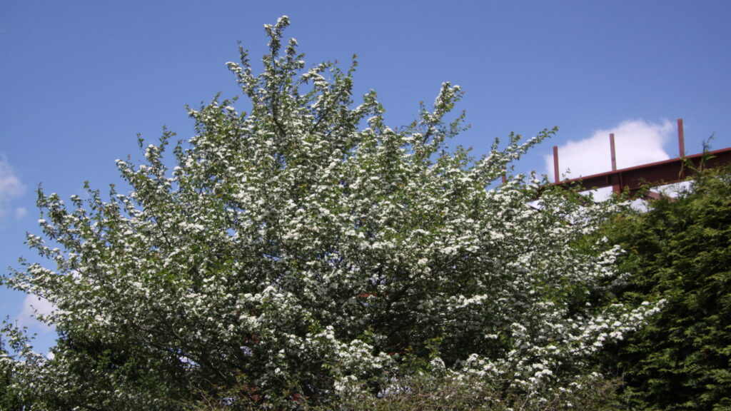 A Green Hawthorn tree covered in white blooms