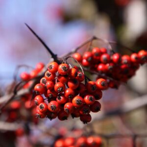 Washington hawthorn drupes