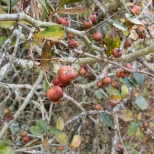 Cockspur hawthorn drupes