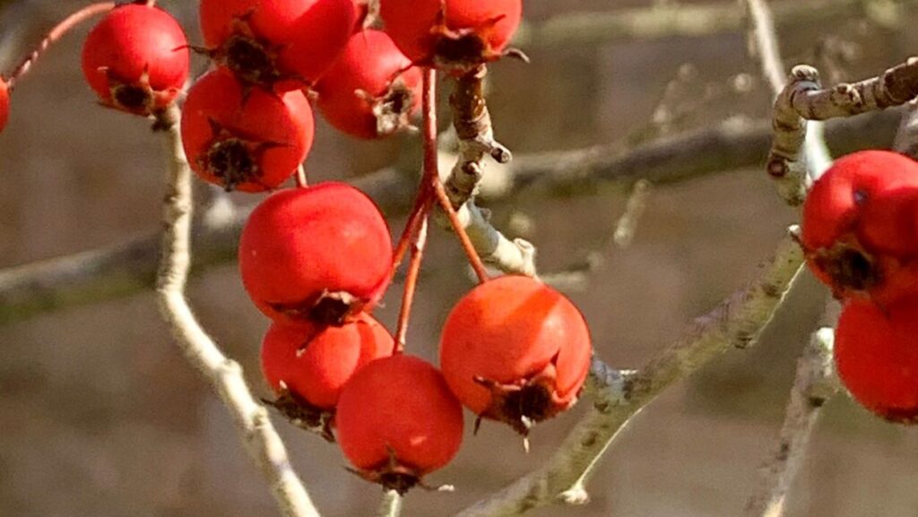 Green Hawthorn drupes