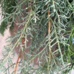 Cupressus arizonica var. glabra 'Carolina Sapphire' (Arizona cypress)