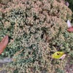 Juniperus procumbens ‘Nana’ (Japanese garden juniper)