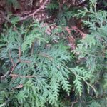Thuja plicata 'Grovepli' Spring Grove® (western red cedar)
