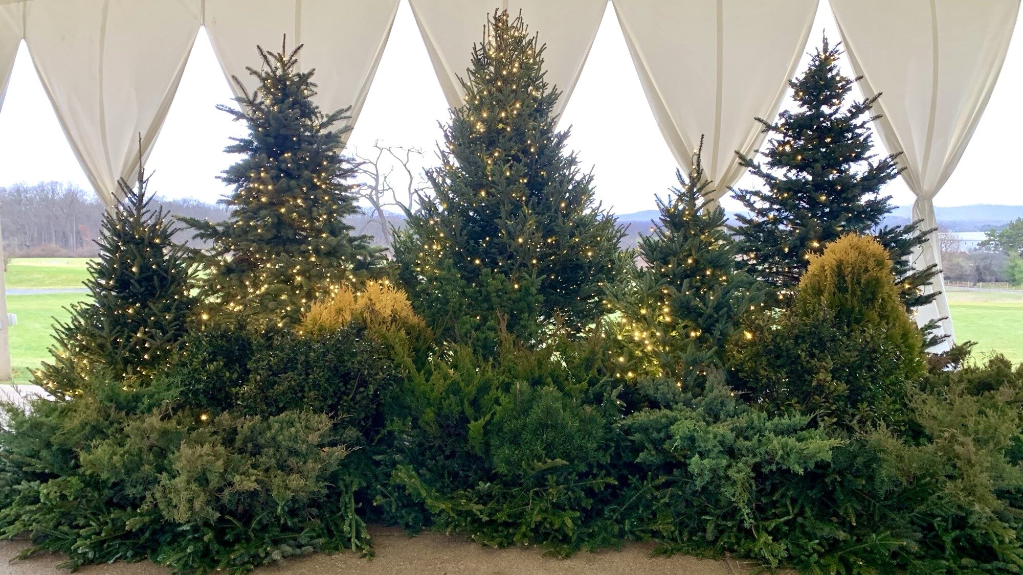 A winter display of evergreens decorated with lights.