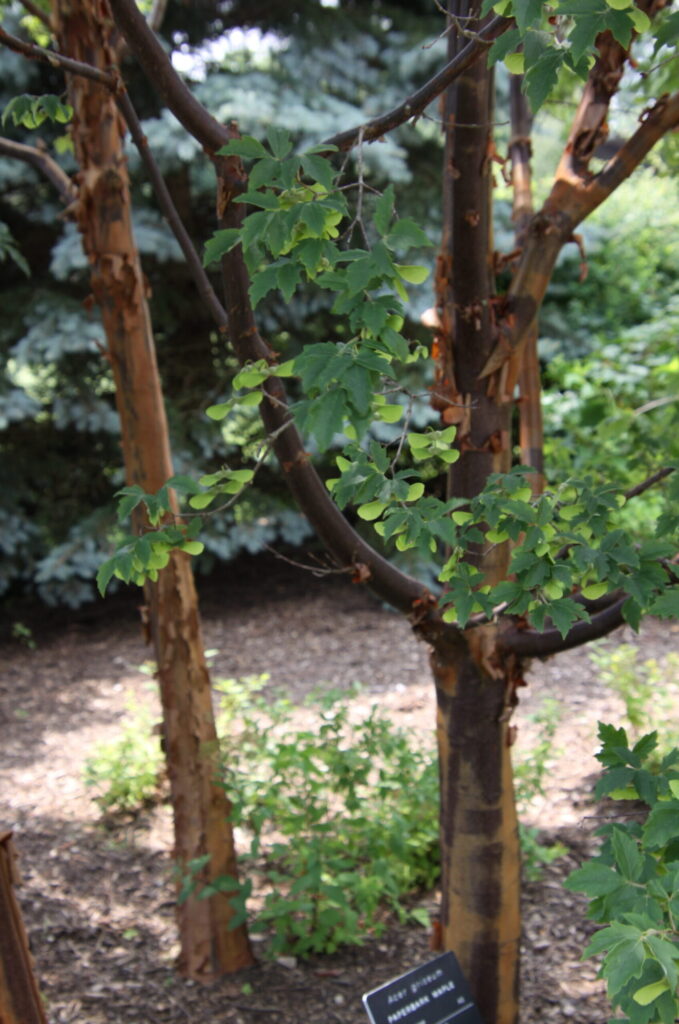 Paperbark maples in summer, showing dark green leaves and peeling bark