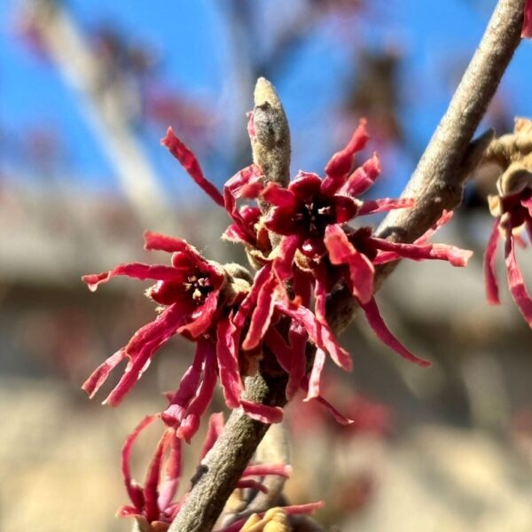 Flowers of Hamamelis vernalis 'Amethyst' (vernal witch hazel)