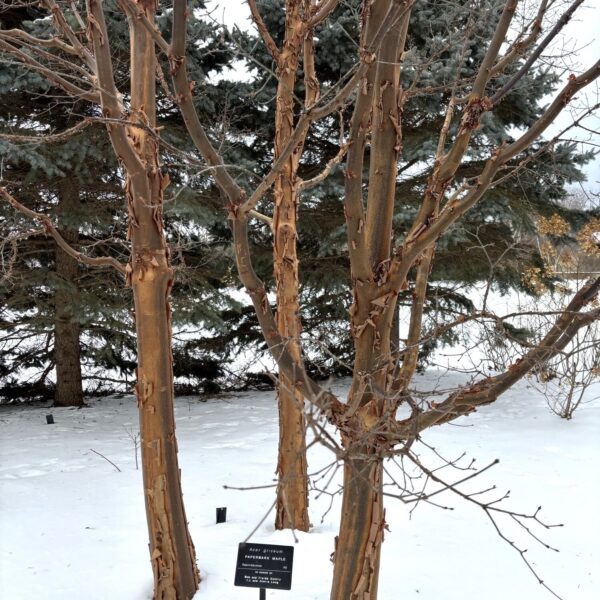Three paperbark maples in the snow