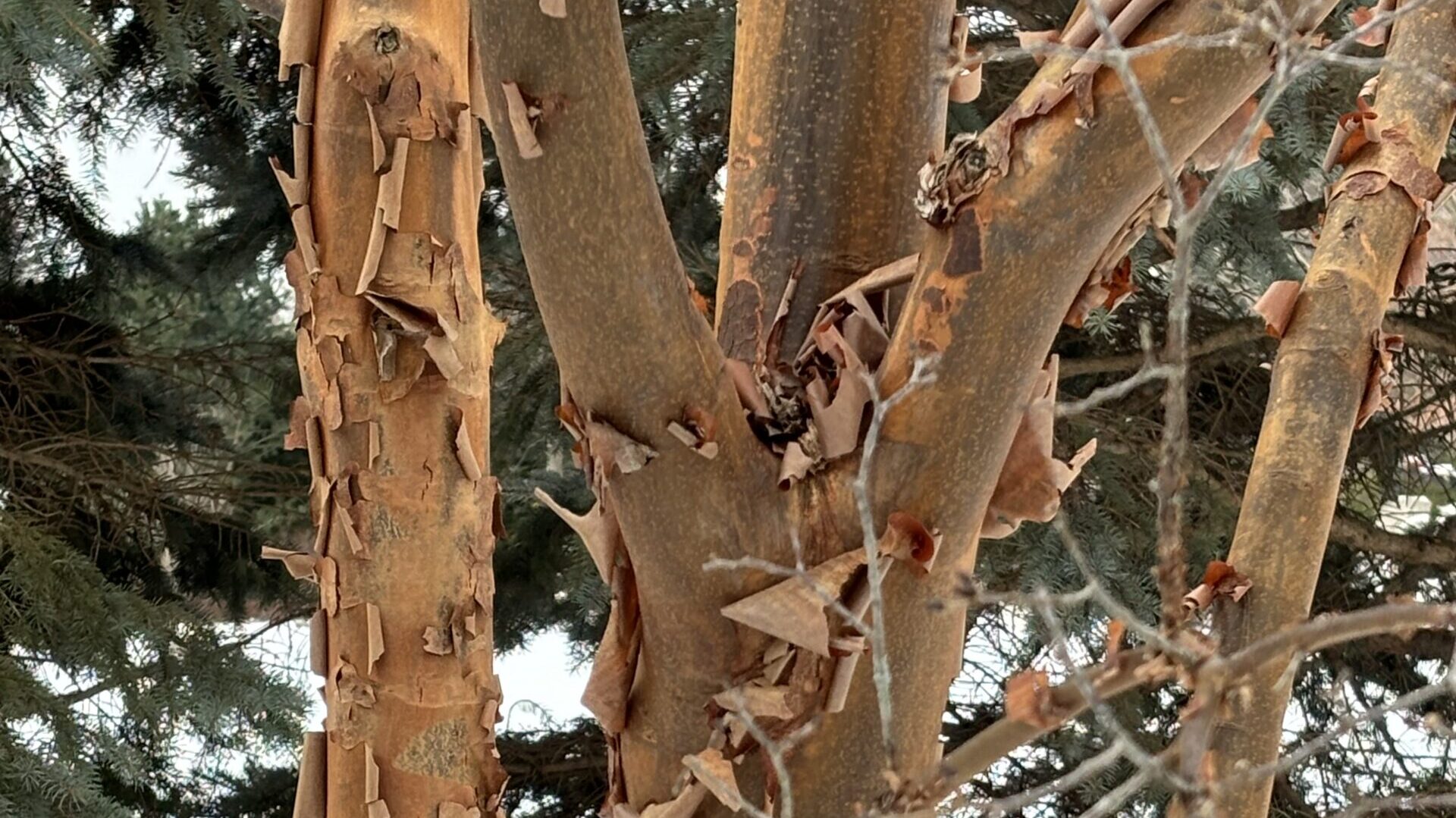 Paperbark maple bark in winter