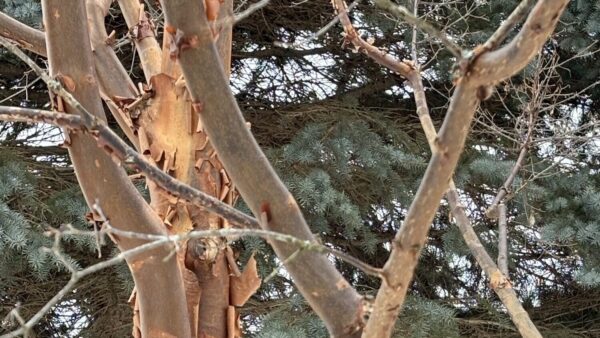 Exfoliating bark on the trunk of a paperbark maple