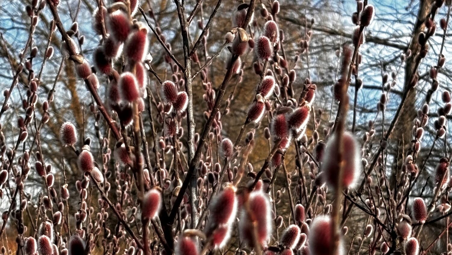 Pussy Willow catkins