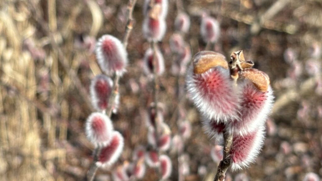 Japanese pink Pussy Willow