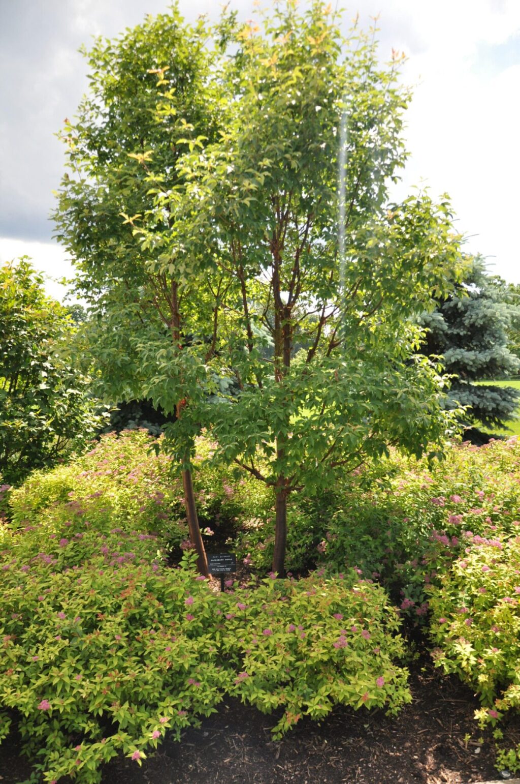 Paperbark maples with bushes growing near the base of the trees