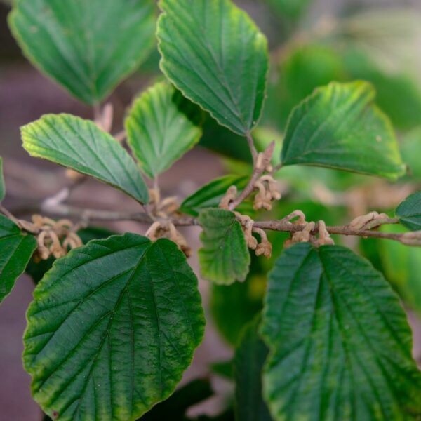 Leaves of of Hamamelis virginiana (common witch hazel)