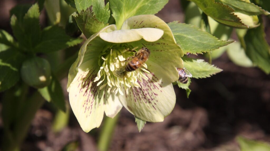 Helleborus X hybridus 'Yellow Lady' Flower w bee