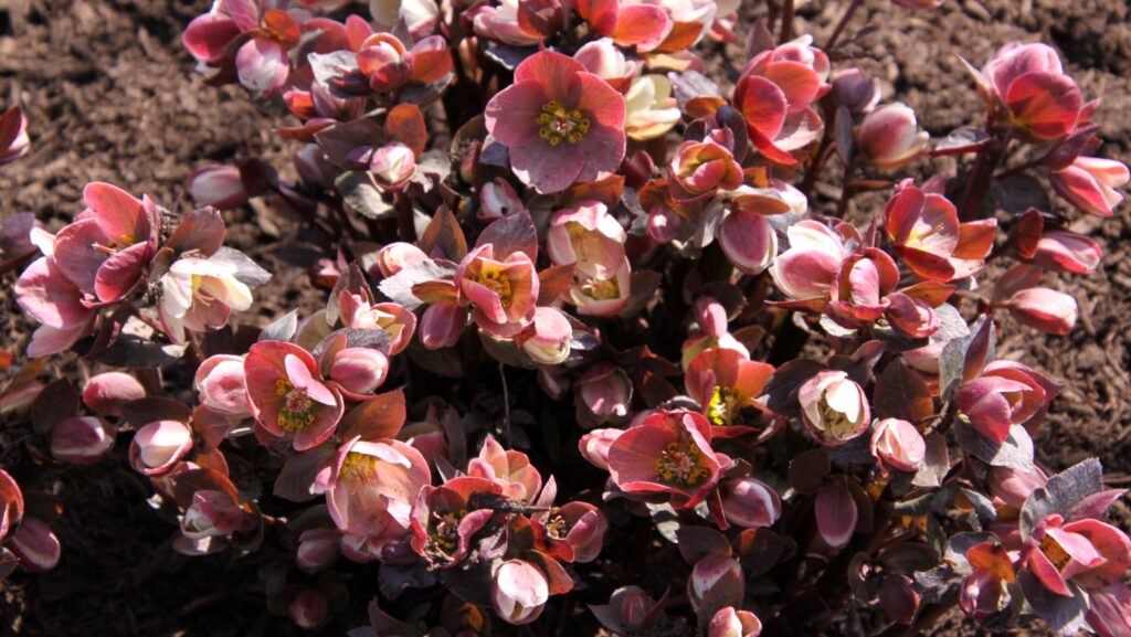 Helleborus X ballardiae Coseh 710 Pink Frost flowers