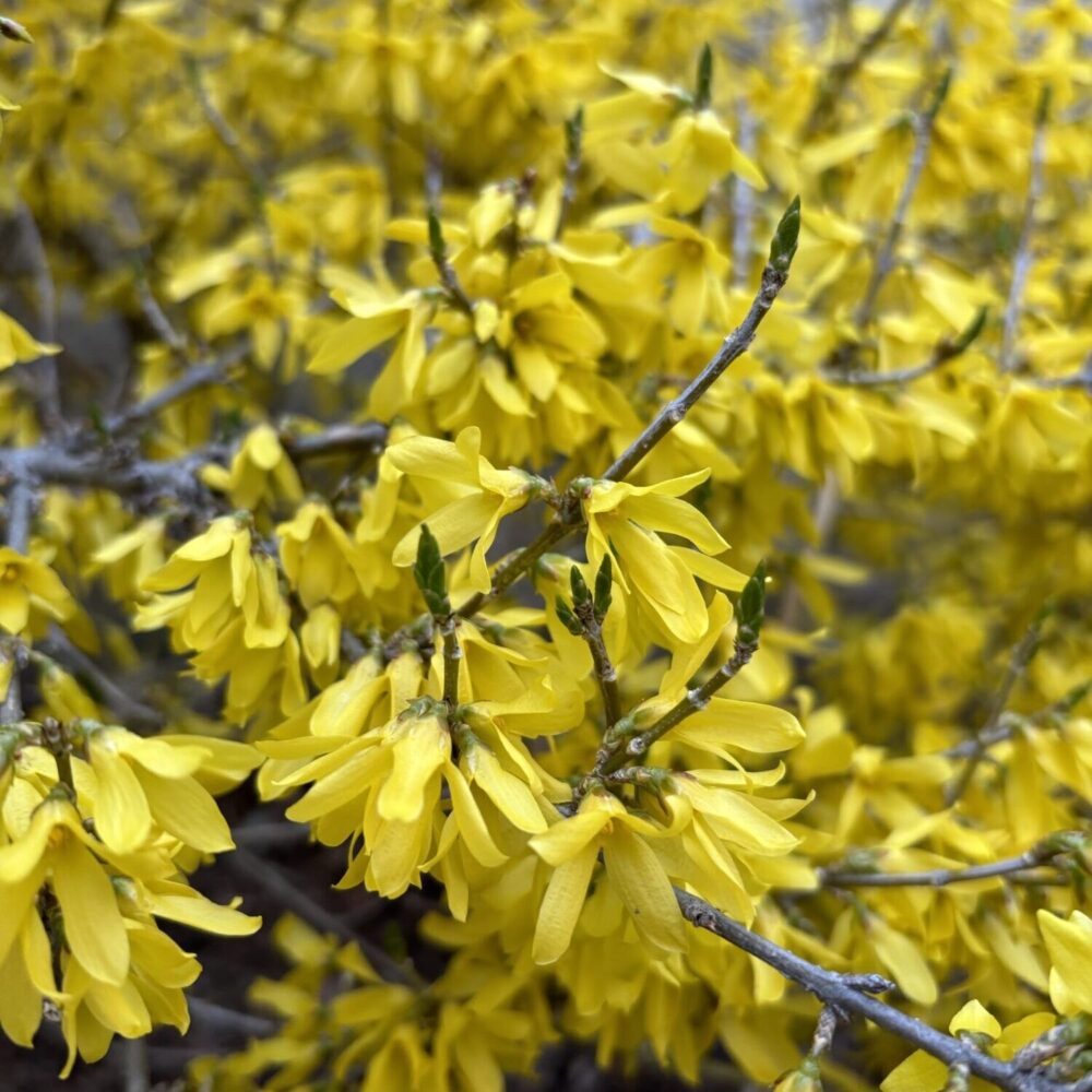 Forsythia-Courtasol-Gold-Tide®-