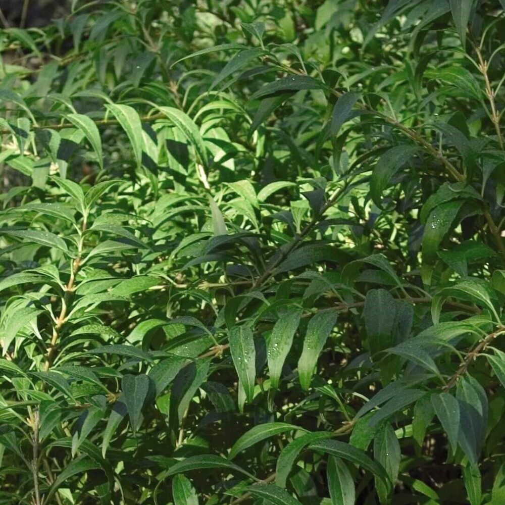Forsythia-Courtasol-Gold-Tide®-
