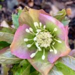 Helleborus-orientalis_-Lenten-rose