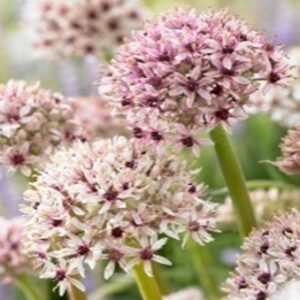 Allium basalticum ‘Silver Spring’