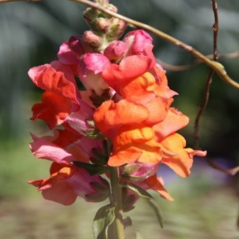 Antirrhinum majus 'Speedy Sonnet Bronze' (snapdragon)