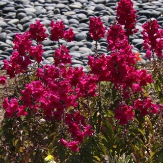 Antirrhinum majus 'Speedy Sonnet Purple' (snapdragon)