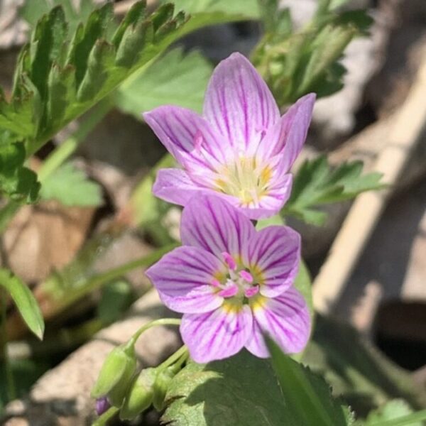 Claytonia virginica (spring beauty)