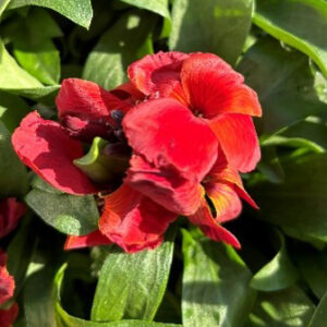 Erysimum cheiri (unknown cultivar) Sugar Rush Red (wallflower)