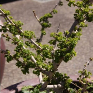Ginkgo biloba 'Mariken' (maidenhair tree)