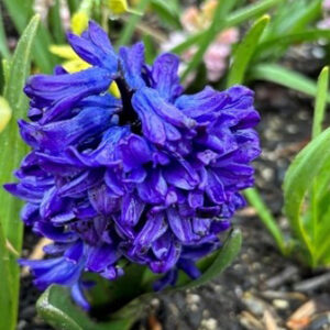 Hyacinthus orientalis 'Royal Navy' (hyacinth)