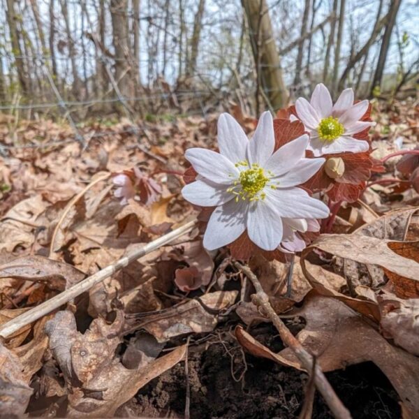(Sanguinaria canadensis) bloodroot