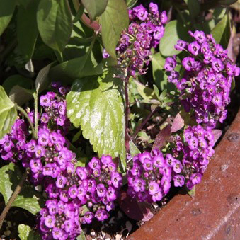 Lobularia maritima 'PAS501342' Clear Crystal Purple Shades (sweet alyssum)