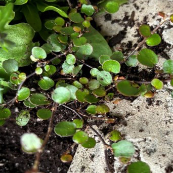 Muehlenbeckia axillaris (creeping wire vine)