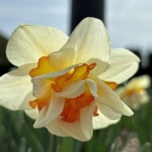 Narcissus (Double Group) 'My Story'