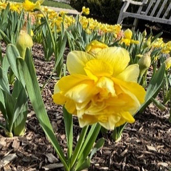 Narcissus (Double Group) 'Sherborne' (double daffodil)