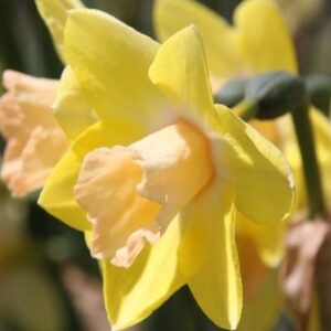 Narcissus (Jonquilla Group) 'Blushing Lady'