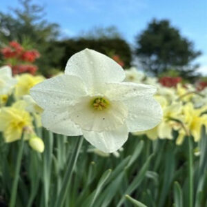 Narcissus (Large-Cupped Group) 'Stainless' (large-cupped daffodil)