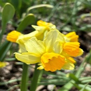 Narcissus (Miscellaneous Group) 'Spring Sunshine'