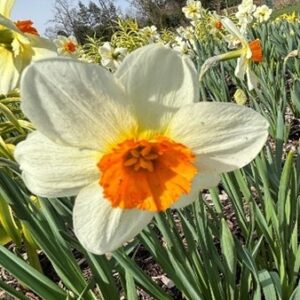 Narcissus (Small-Cupped Group) 'Barrett Browning'