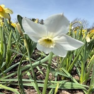 Narcissus (Small-Cupped Group) 'Xit'