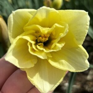 Narcissus (Split-Cupped Collar Group) 'Dancing Moonlight'