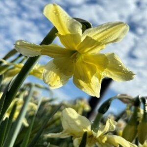 Narcissus (Split-Cupped Collar Group) 'Exotic Mystery'