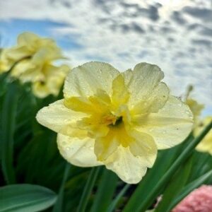 Narcissus (Split-Cupped Collar Group) 'Lemon Beauty'