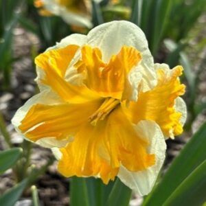 Narcissus (Split-Cupped Collar Group) 'Rainbow of Colors'