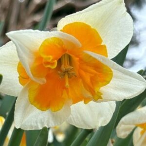 Narcissus (Split-Cupped Collar Group) 'Sorbet'