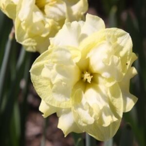 Narcissus (Split-Cupped Collar Group) 'Sunnyside Up'